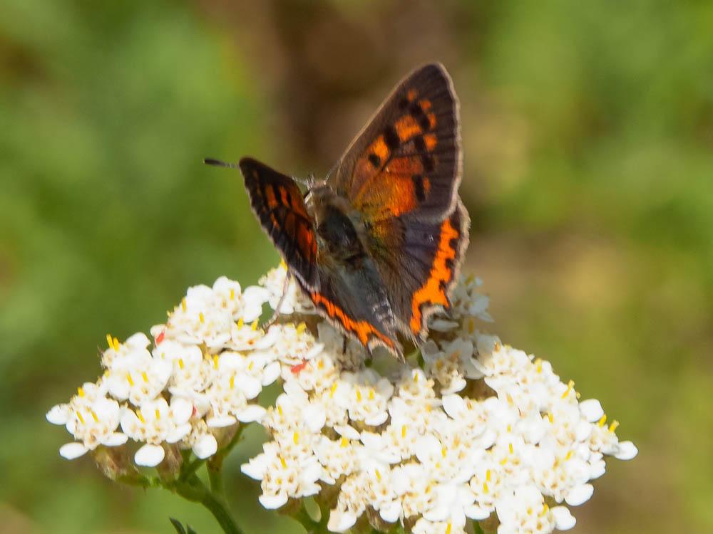Cuivré commun (Le), Argus bronzé (L'), Bronzé (Le) Lycaena phlaeas (Linnaeus, 1760)