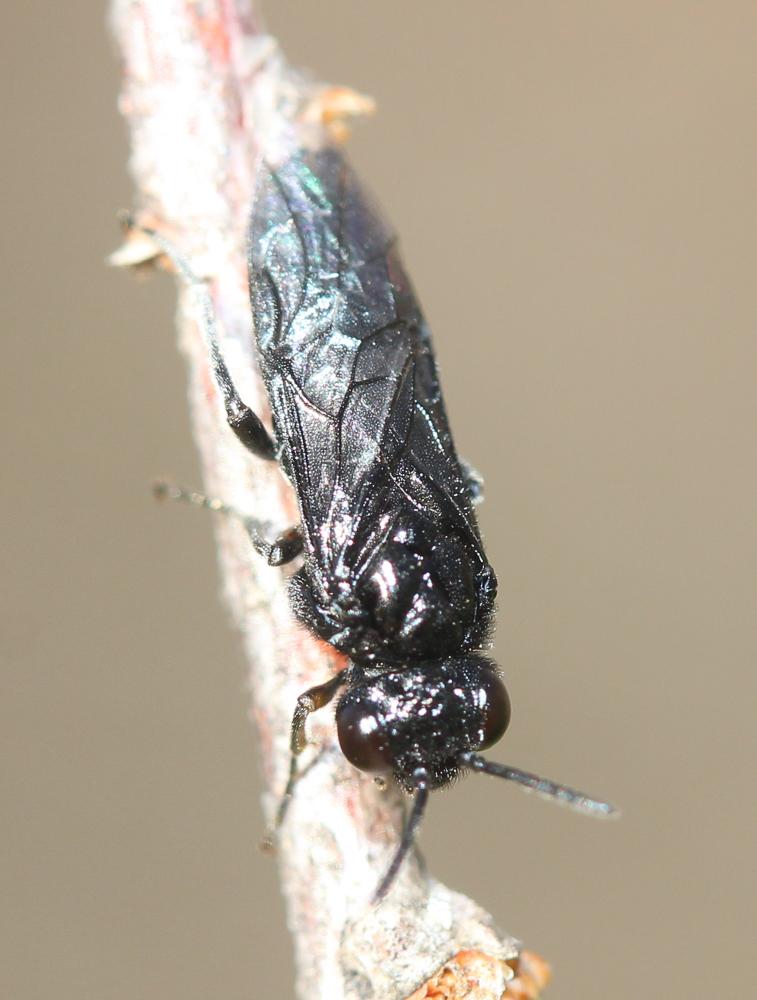 Tenthredinidae Latreille, 1903