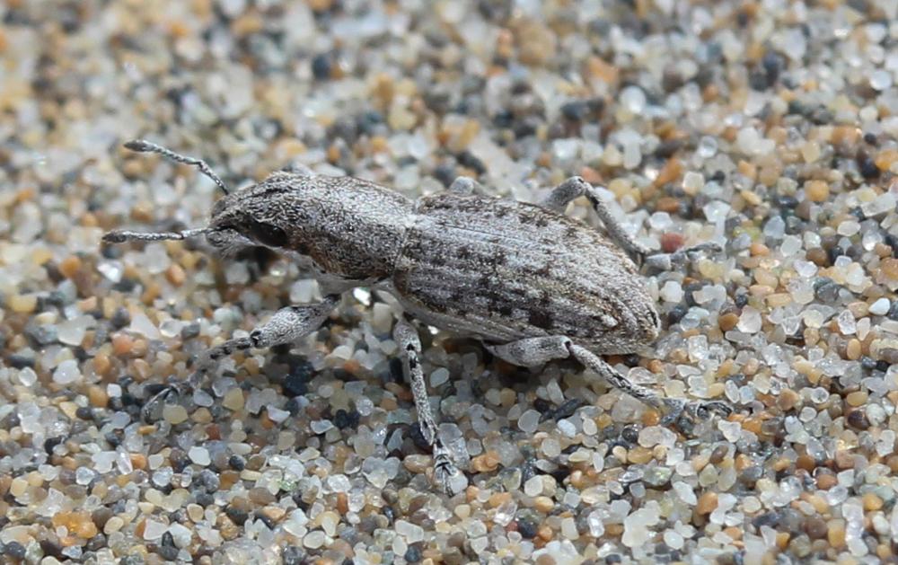  Charagmus griseus (Fabricius, 1775)