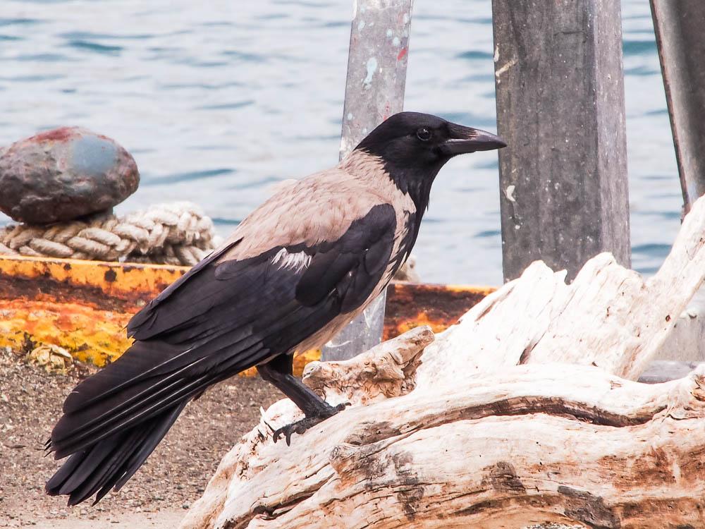 Corneille mantelée Corvus corone cornix Linnaeus, 1758
