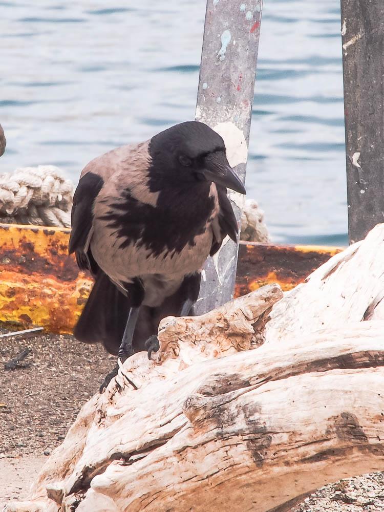 Corneille mantelée Corvus corone cornix Linnaeus, 1758