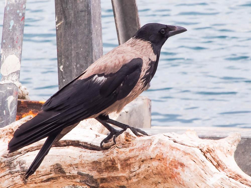 Corneille mantelée Corvus corone cornix Linnaeus, 1758