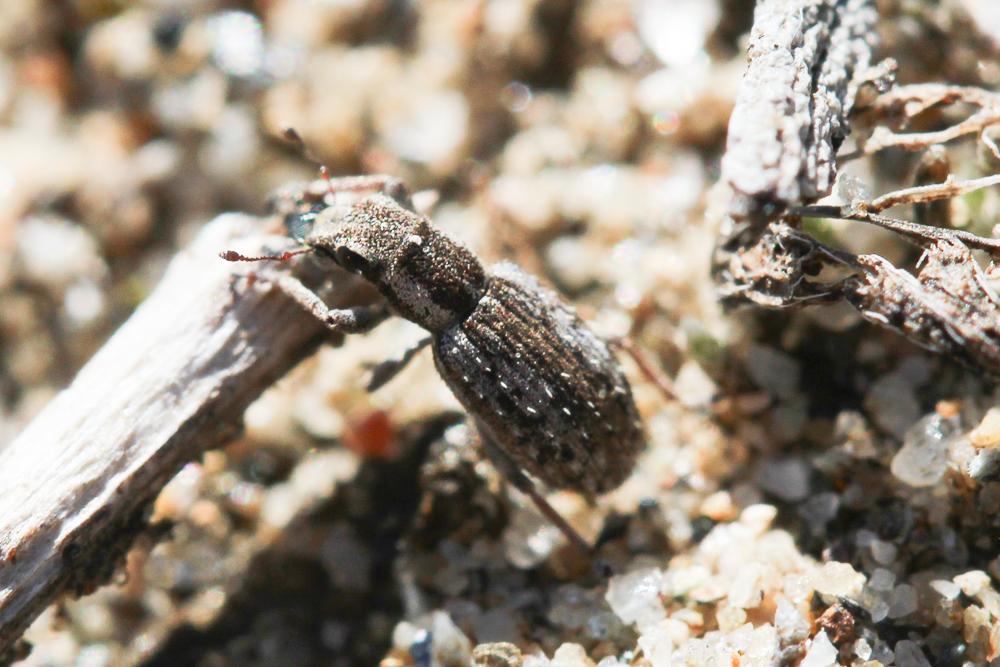 Sitona hispidulus (Fabricius, 1777)