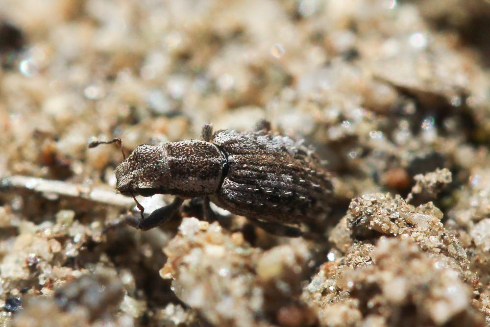 Sitona hispidulus (Fabricius, 1777)