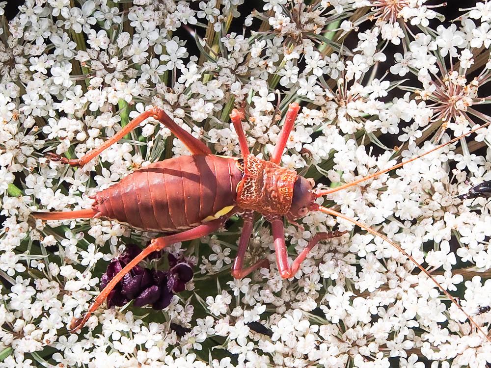 Ephippigère d’Algérie Uromenus brevicollis insularis (Chopard, 1923)
