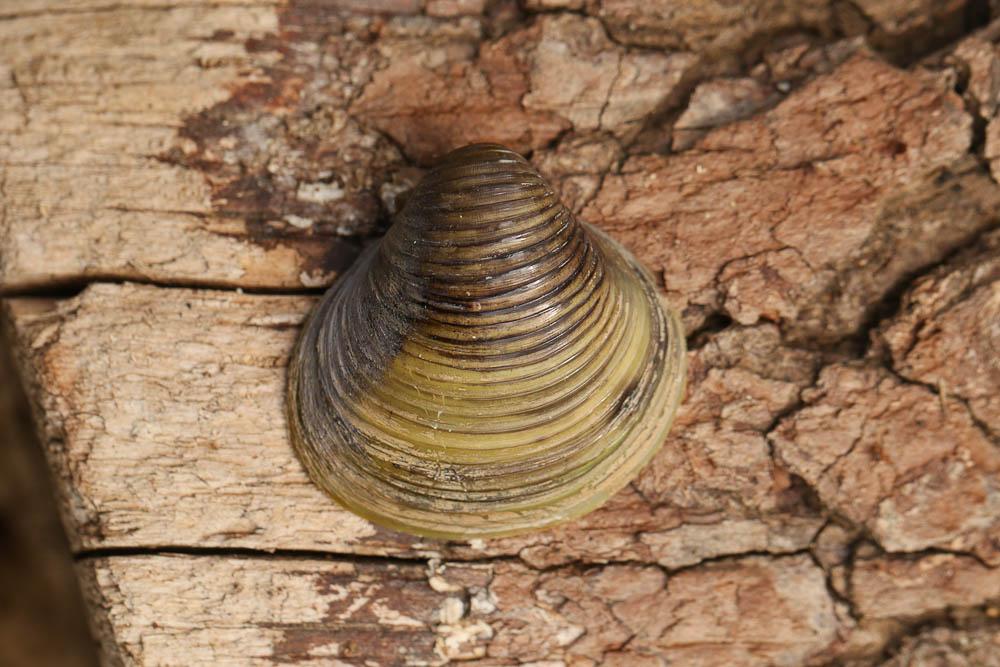 Corbicule striolée Corbicula fluminalis (O.F. Müller, 1774)