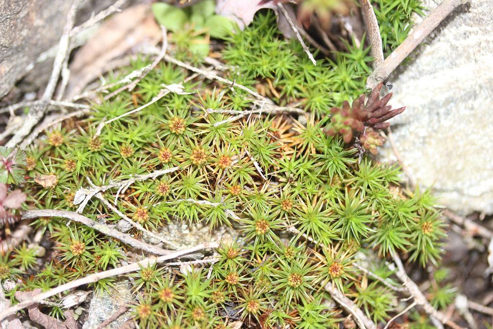 Polytrichum juniperinum Hedw., 1801