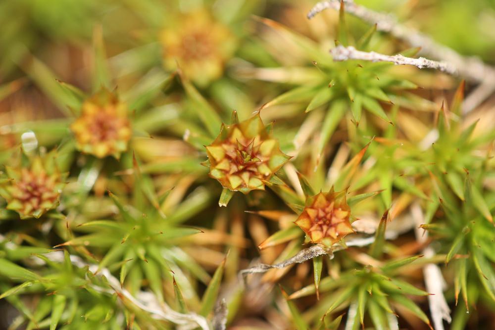  Polytrichum juniperinum Hedw., 1801