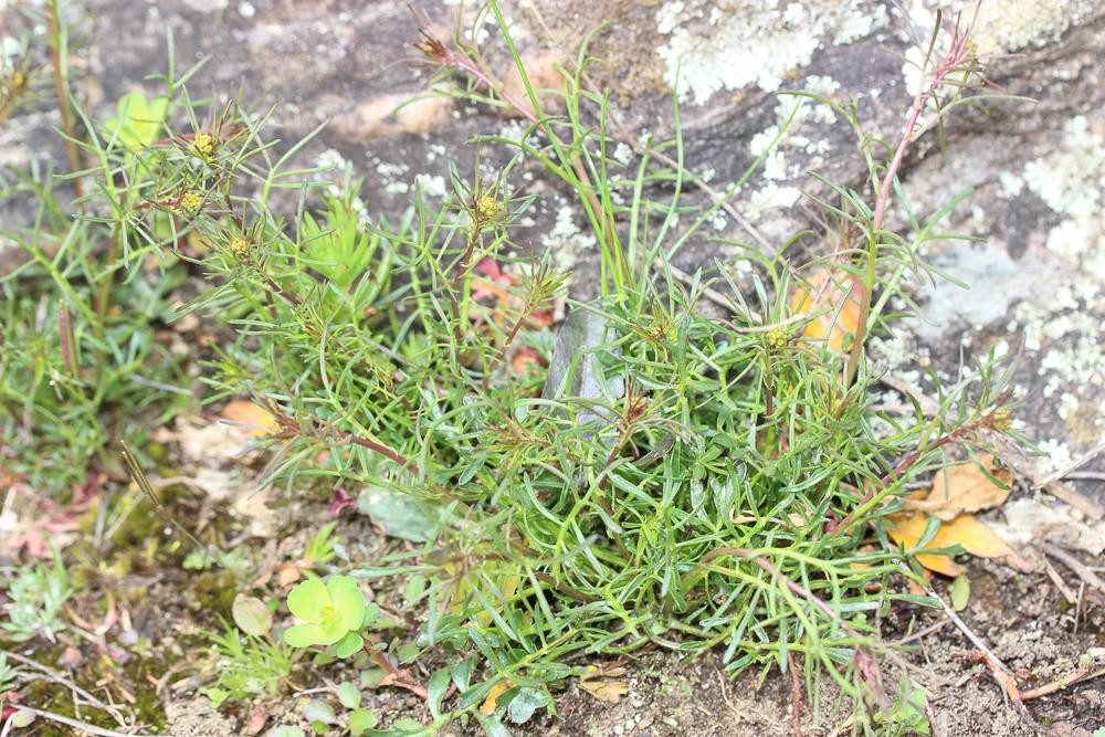 Rorippe des Pyrénées, Roripe des Pyrénées Rorippa pyrenaica (All.) Rchb., 1838