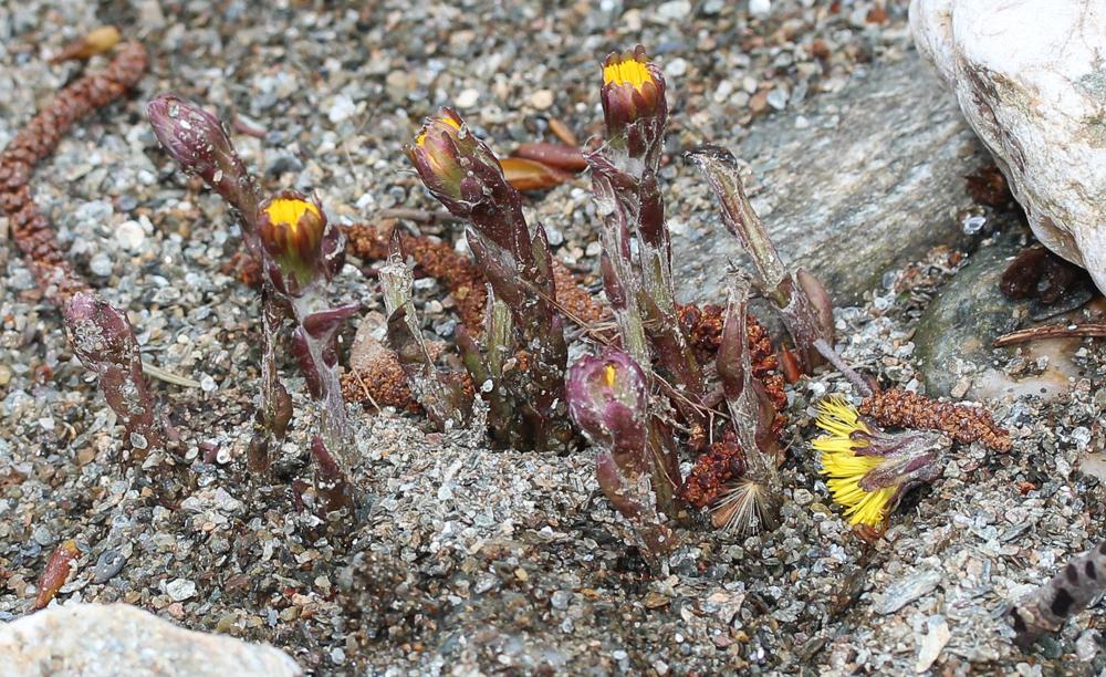 Tussilage, Pas-d'âne, Herbe de saint Quirin Tussilago farfara L., 1753