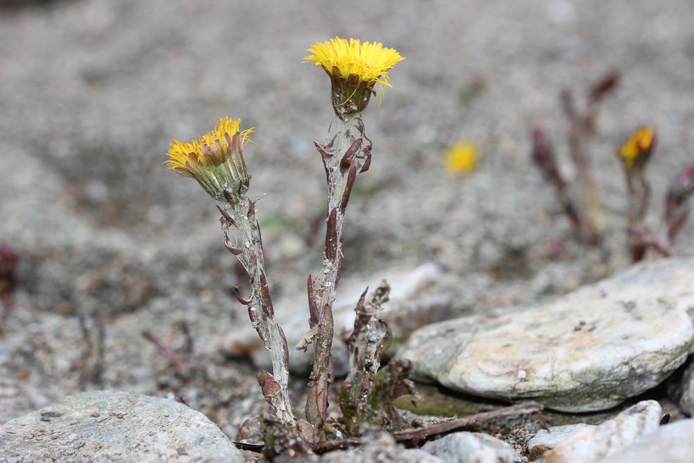 Tussilage, Pas-d'âne, Herbe de saint Quirin Tussilago farfara L., 1753