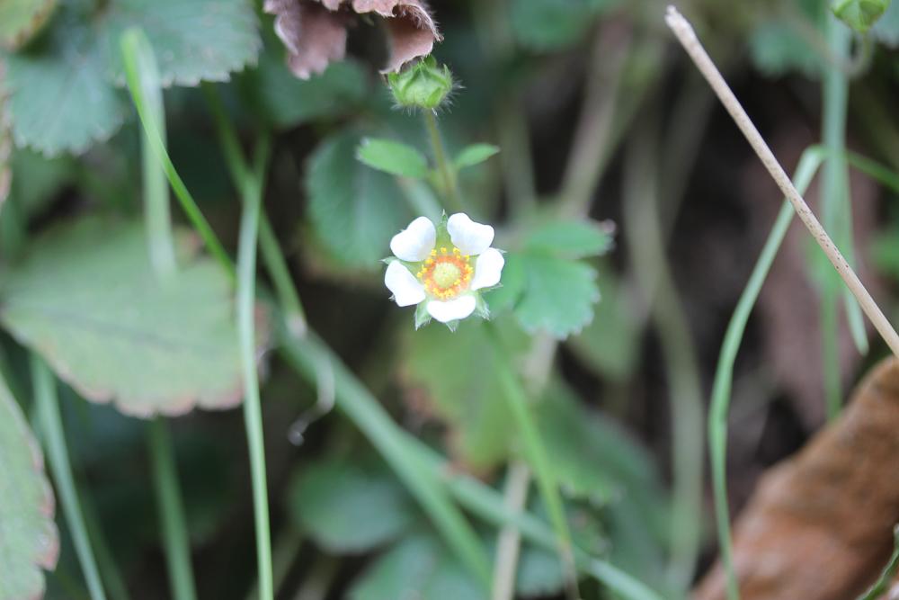 Potentille faux fraisier, Potentille stérile Potentilla sterilis (L.) Garcke, 1856