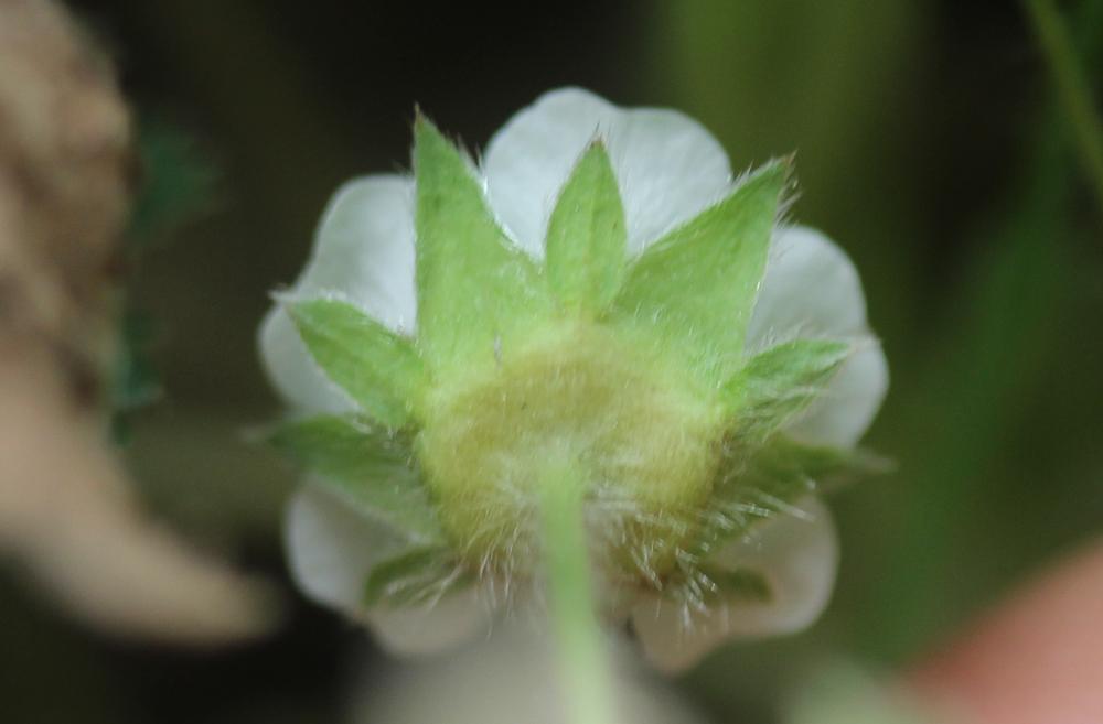Potentille faux fraisier, Potentille stérile Potentilla sterilis (L.) Garcke, 1856