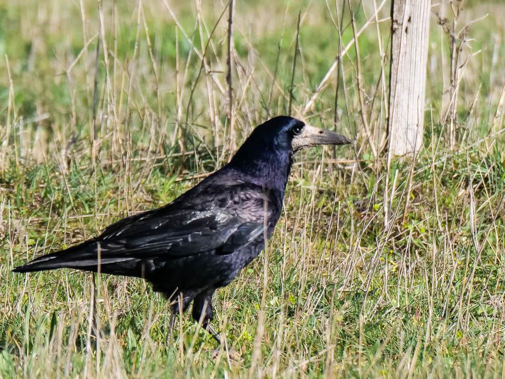 Corbeau freux Corvus frugilegus Linnaeus, 1758