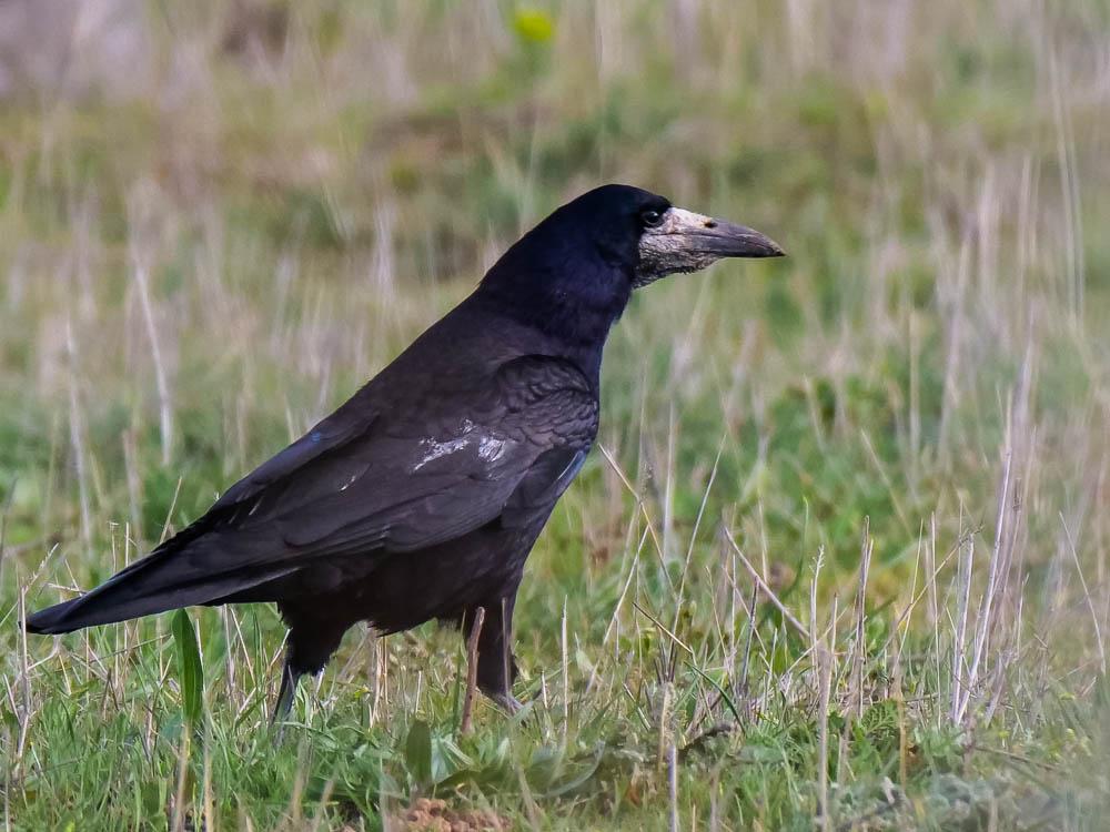 Corbeau freux Corvus frugilegus Linnaeus, 1758