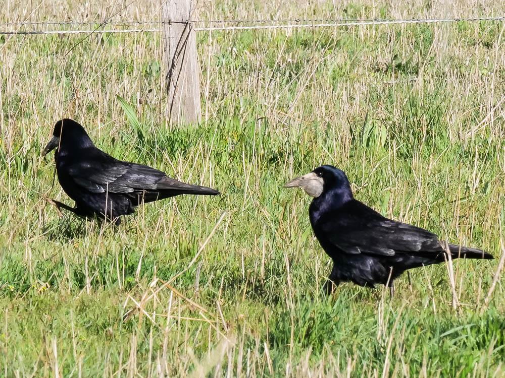 Corbeau freux Corvus frugilegus Linnaeus, 1758