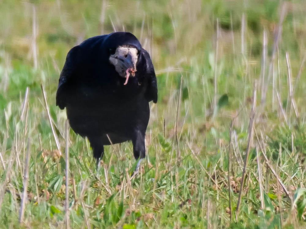 Corbeau freux Corvus frugilegus Linnaeus, 1758