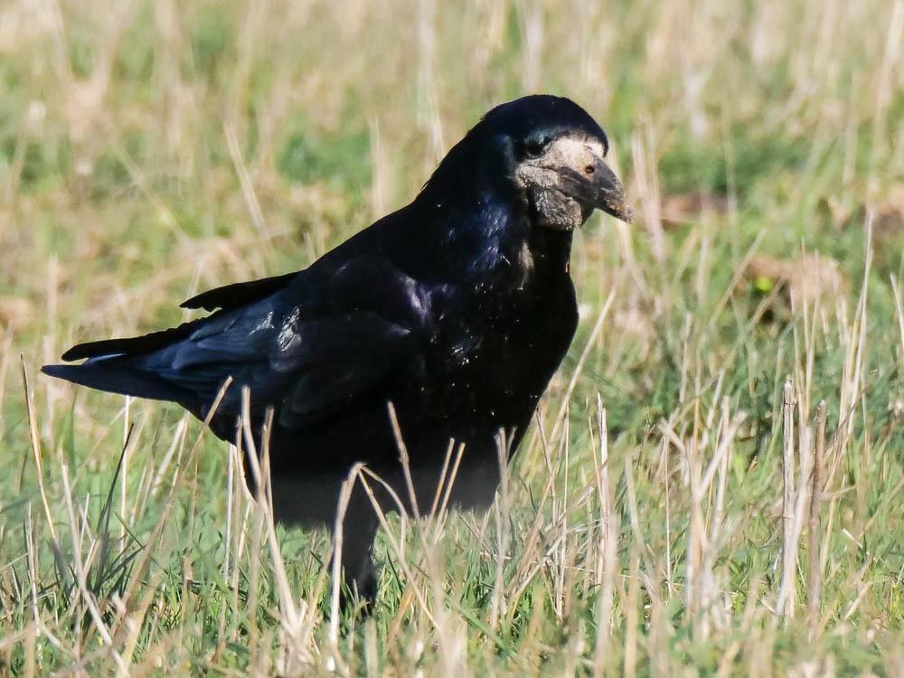 Corbeau freux Corvus frugilegus Linnaeus, 1758