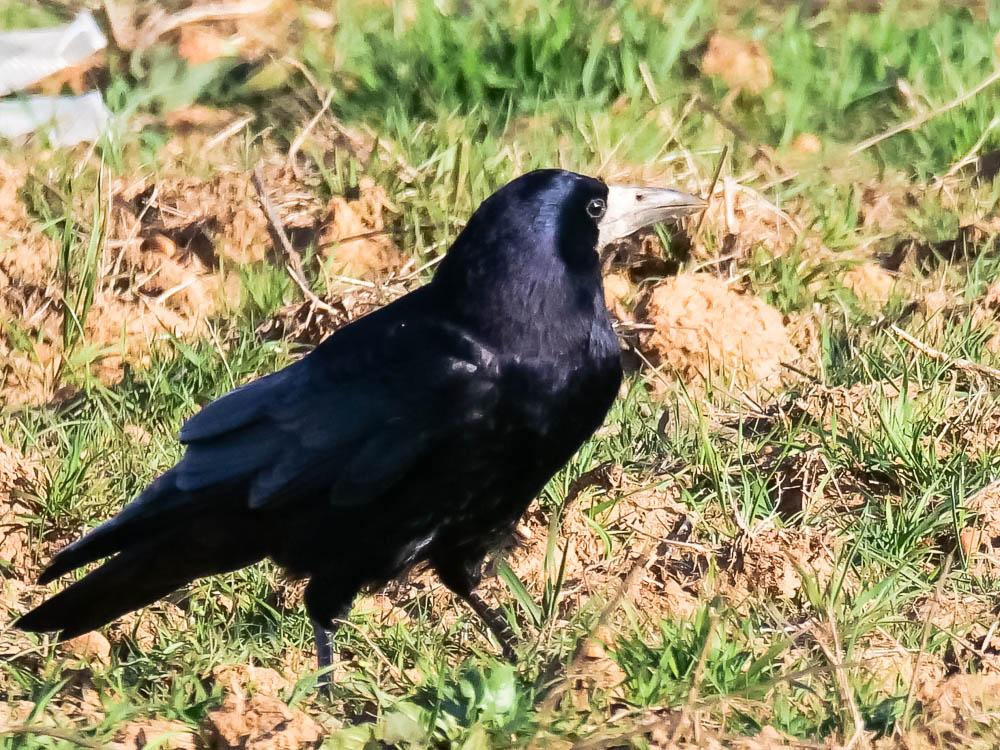 Corbeau freux Corvus frugilegus Linnaeus, 1758
