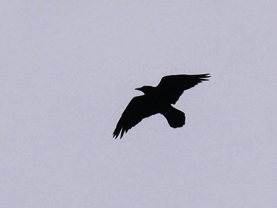Grand corbeau Corvus corax Linnaeus, 1758