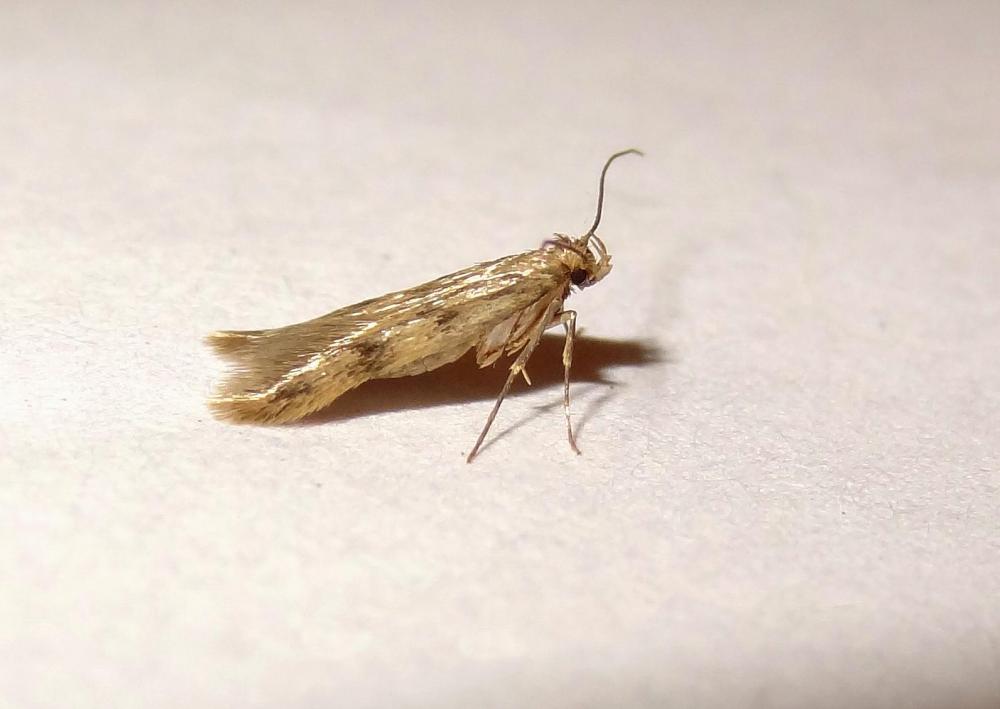 Borkhausenia nefrax Hodges, 1974