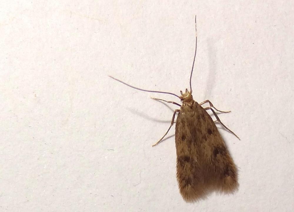 Borkhausenia nefrax Hodges, 1974