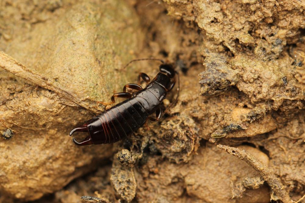 Euborellia moesta (Géné, 1837)