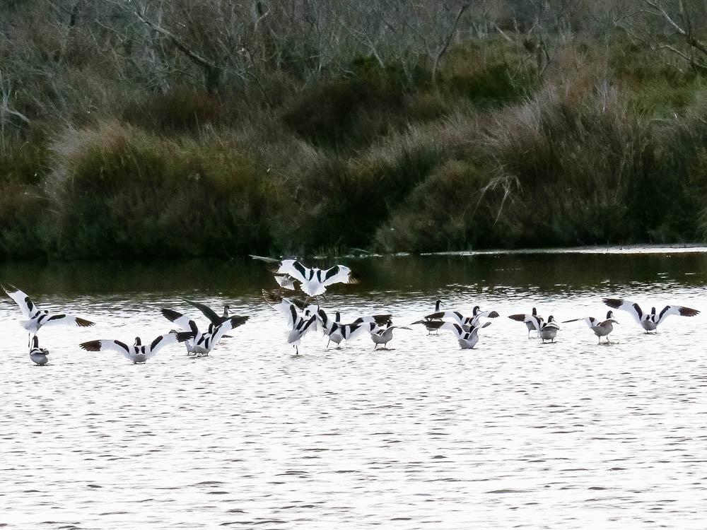 Avocette élégante Recurvirostra avosetta Linnaeus, 1758