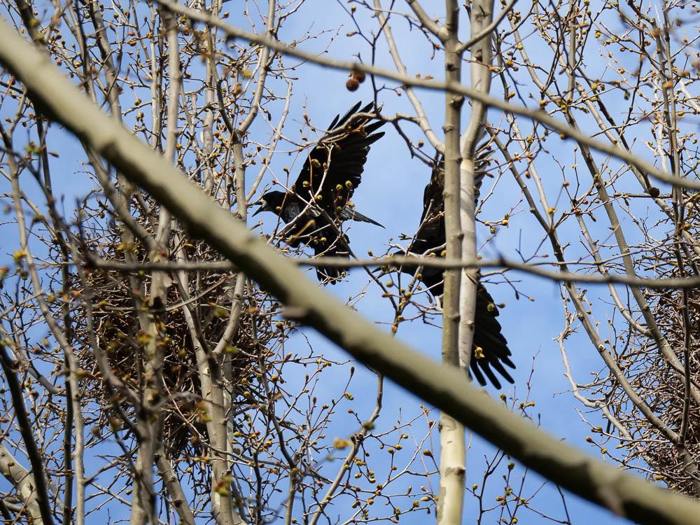 Corbeau freux Corvus frugilegus Linnaeus, 1758