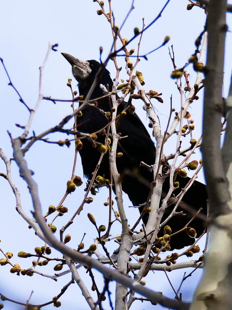 Corbeau freux Corvus frugilegus Linnaeus, 1758
