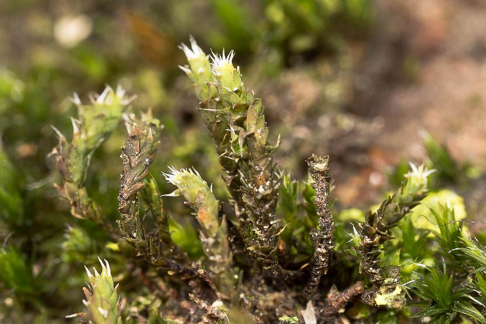  Hedwigia stellata Hedenäs