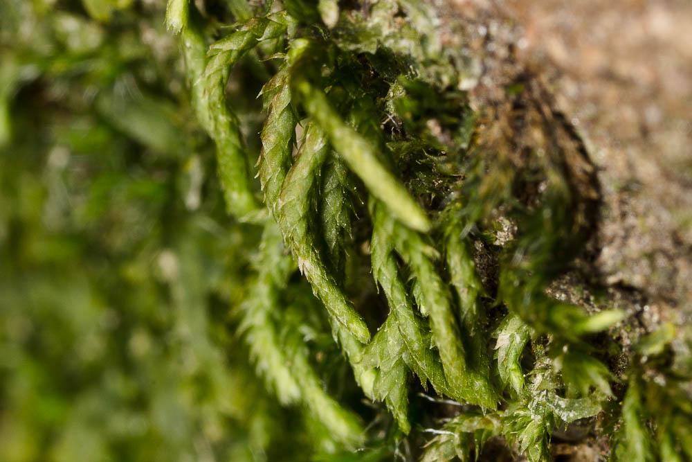  Nogopterium gracile (Hedw.) Crosby & W.R.Buck, 2011