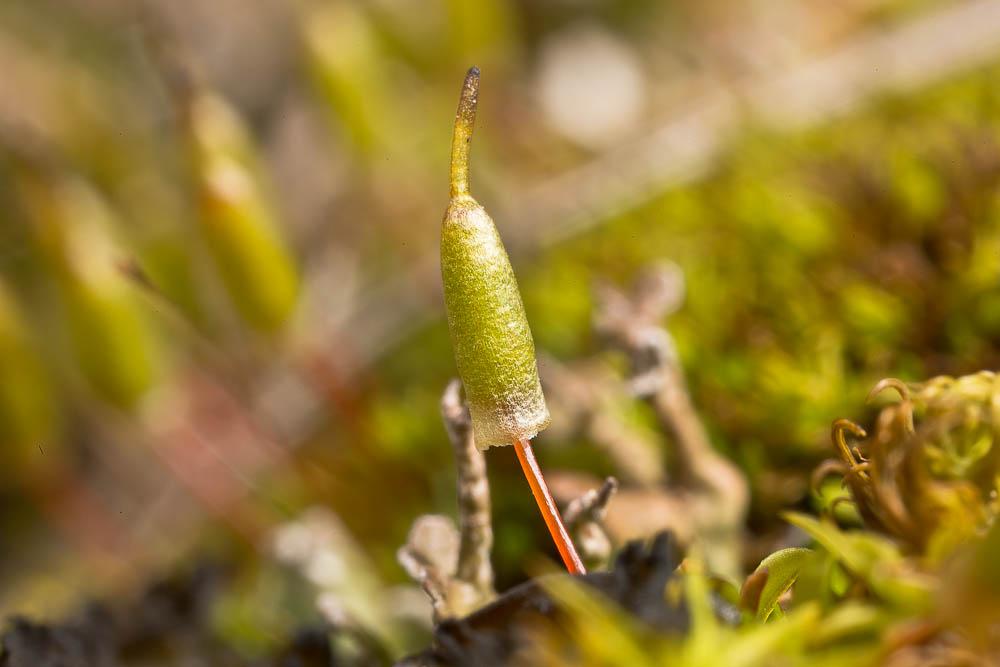 Encalypta vulgaris Hedw., 1801