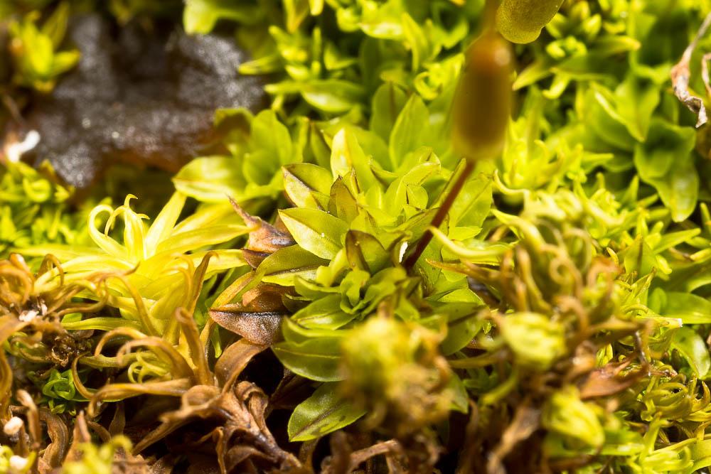  Encalypta vulgaris Hedw., 1801