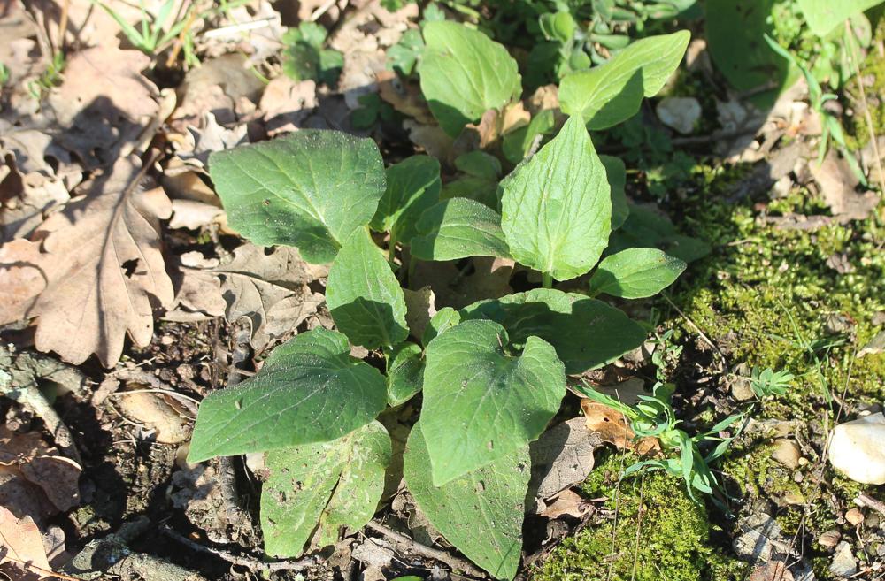 Doronic à feuilles de plantain Doronicum plantagineum L., 1753