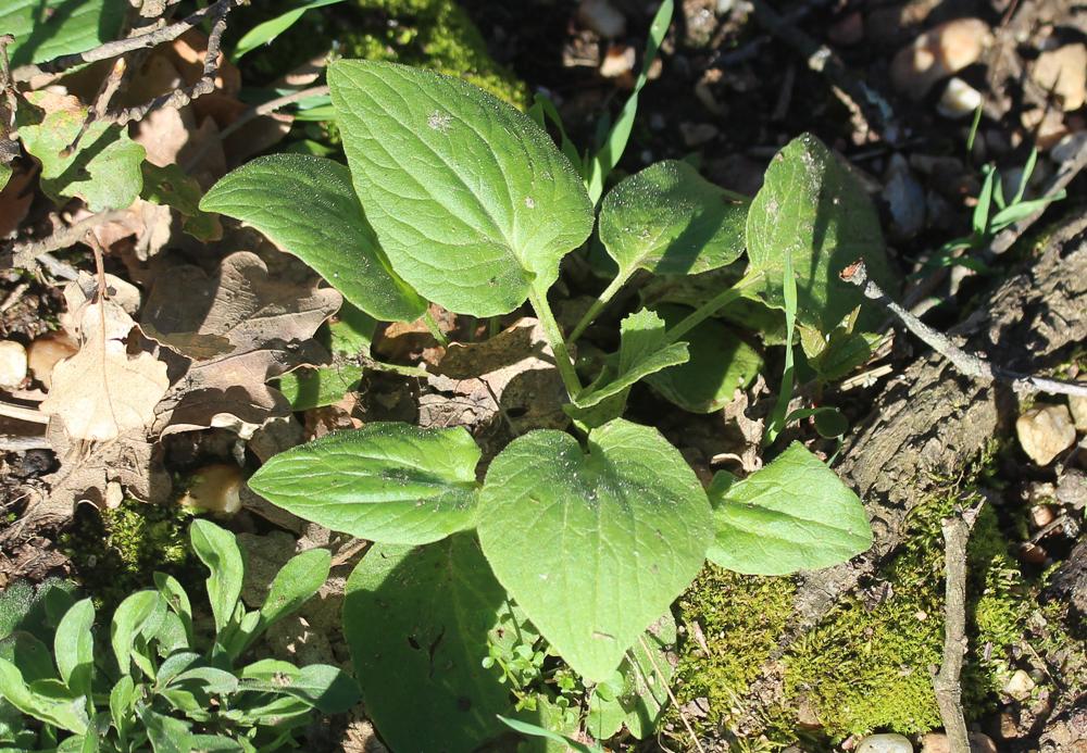 Doronic à feuilles de plantain Doronicum plantagineum L., 1753