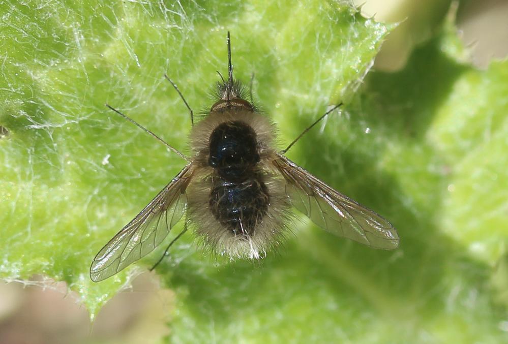  Bombylius trichurus Pallas, 1818