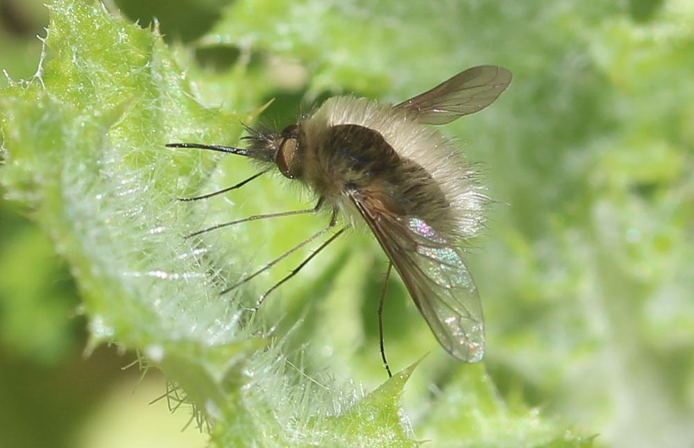 Bombylius trichurus Pallas, 1818