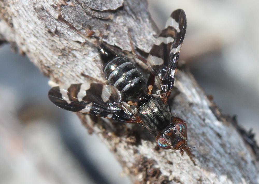 Plioreocepta poeciloptera (Schrank, 1776)