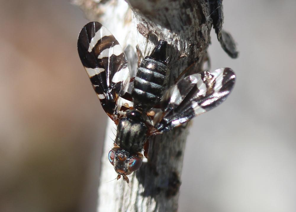 Plioreocepta poeciloptera (Schrank, 1776)