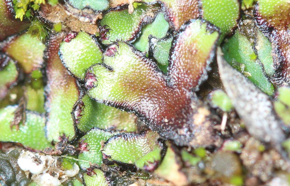 Reboulia hemisphaerica (L.) Raddi, 1818