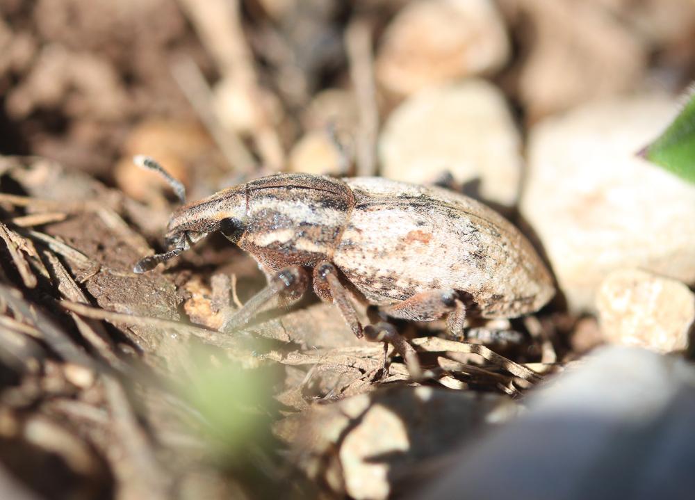  Pseudocleonus cinereus (Schrank, 1781)