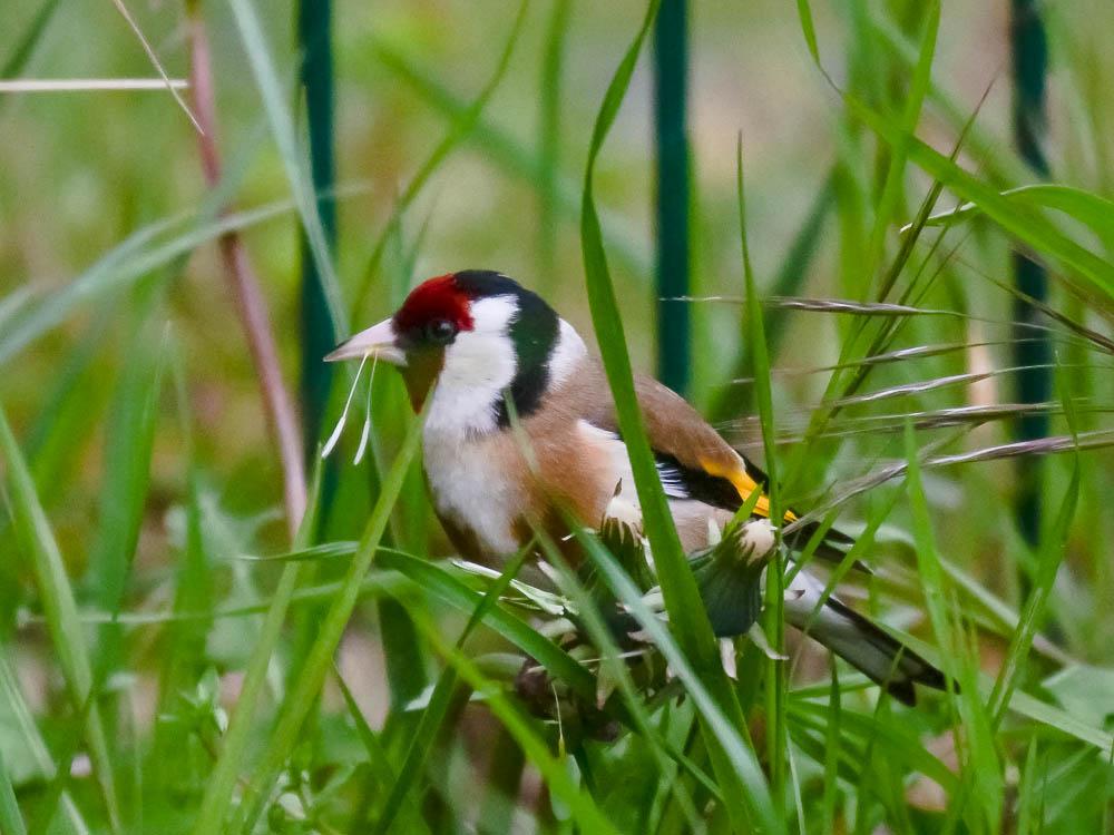Chardonneret élégant Carduelis carduelis (Linnaeus, 1758)