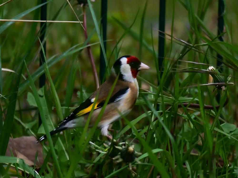 Chardonneret élégant Carduelis carduelis (Linnaeus, 1758)