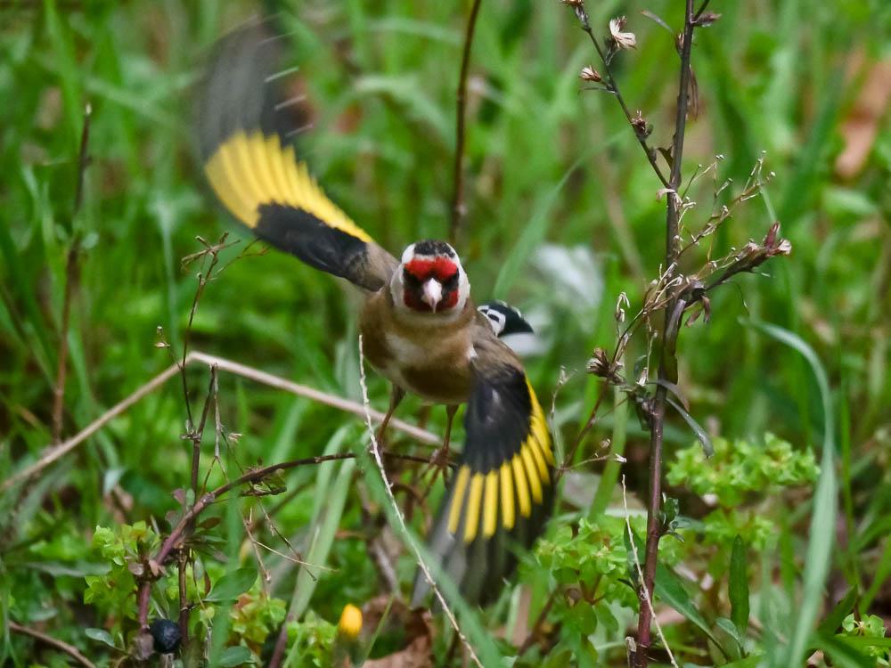 Chardonneret élégant Carduelis carduelis (Linnaeus, 1758)