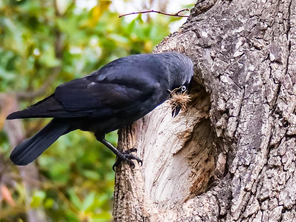 Choucas des tours Corvus monedula Linnaeus, 1758