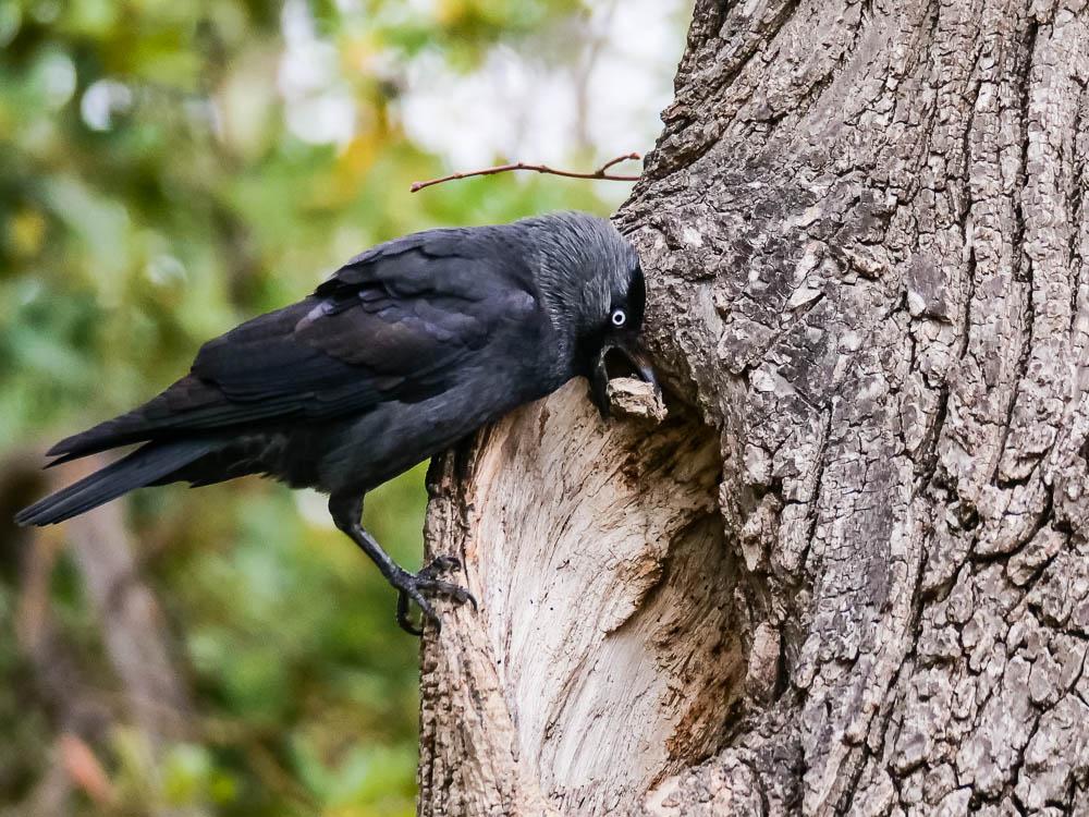 Choucas des tours Corvus monedula Linnaeus, 1758