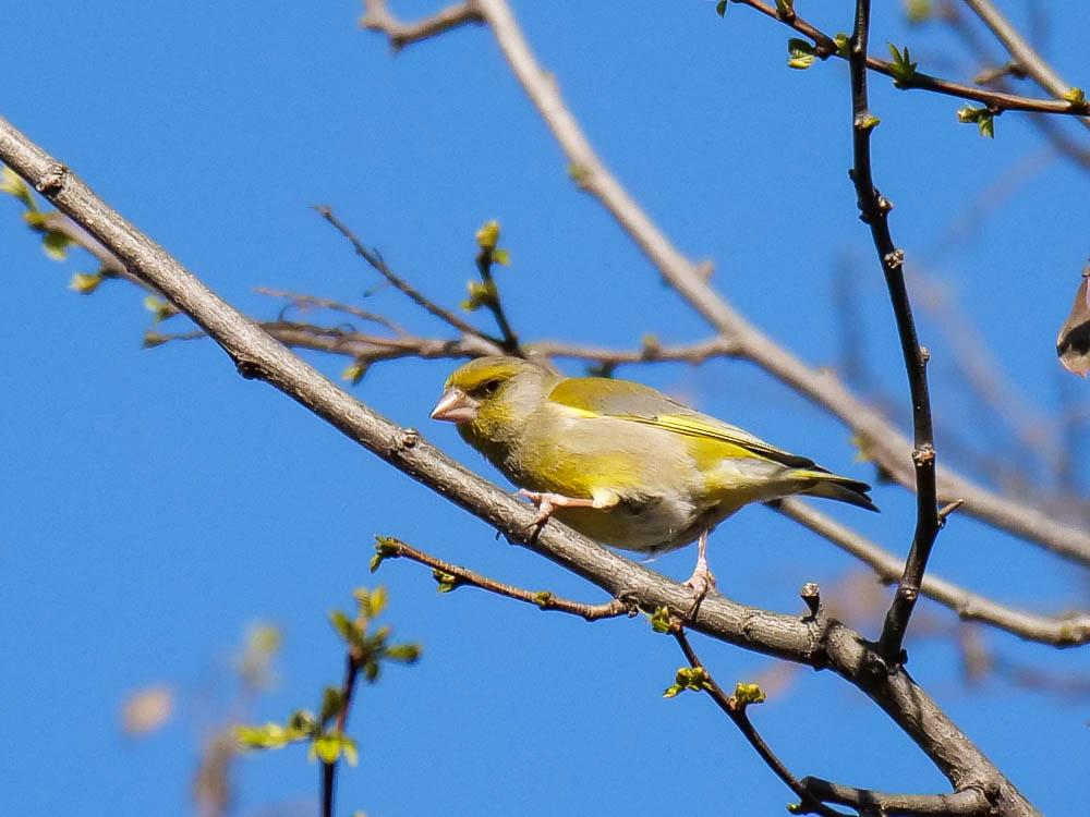Verdier d'Europe Carduelis chloris (Linnaeus, 1758)