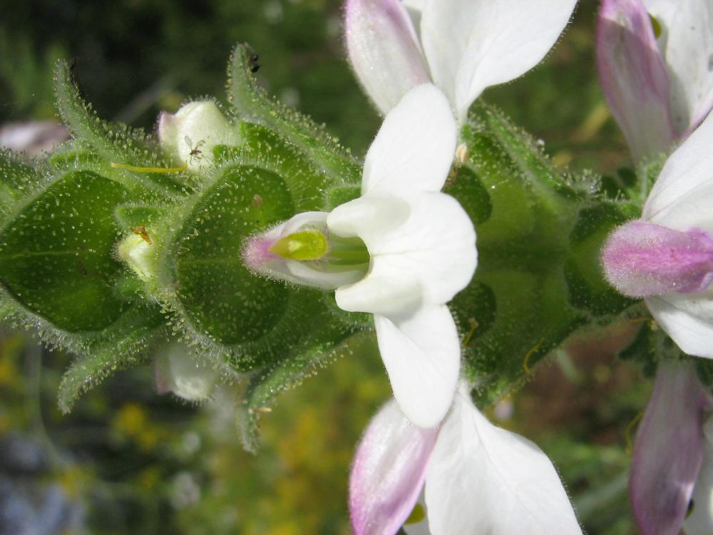 Bellardie, Bartsie trixago, Bellardie Germandrée Bartsia trixago L., 1753