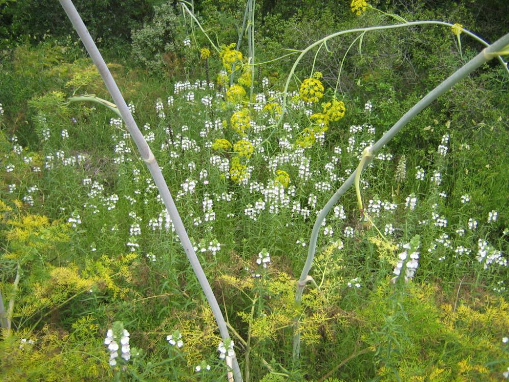 Bellardie, Bartsie trixago, Bellardie Germandrée Bartsia trixago L., 1753